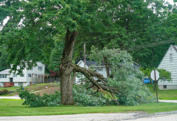 How Our Tree Care Process Works  in  Sachse, TX