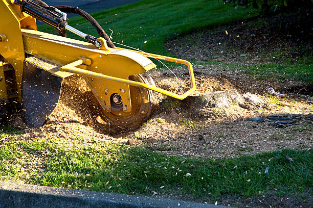Professional Tree Services in Sachse, TX